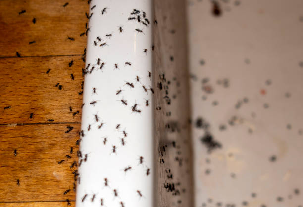 Best Bed Bug Extermination  in Bourbon, MO